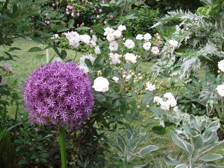 Roses blanches ail et artichaut  Diebolsheim, en alsace